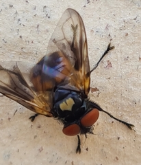 Phasia aurulans