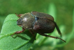 Hoplia praticola