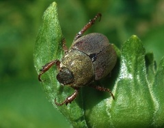 Hoplia praticola