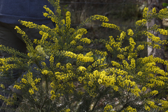 Acacia imbricata