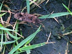 Elasmolomus squalidus