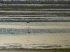 Egretta garzetta