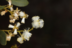 Acacia myrtifolia