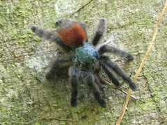 Caribena versicolor