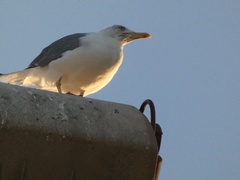 Larus michahellis