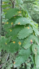 Gymnosporangium cornutum