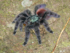 Caribena versicolor