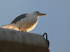 Larus michahellis