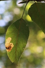 Insecta