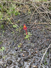 Utricularia menziesii