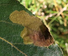 Insecta