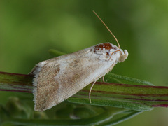 Eublemma minutata