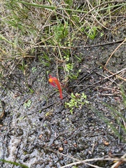 Utricularia menziesii