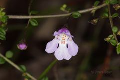 Prostanthera spinosa