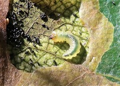 Insecta
