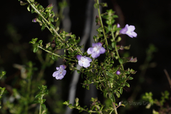 Prostanthera spinosa