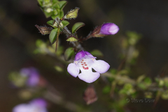 Prostanthera spinosa