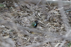 Pitta iris