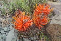 Aloe longistyla