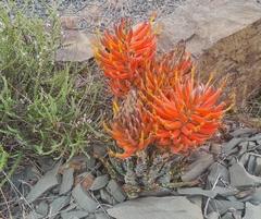 Aloe longistyla