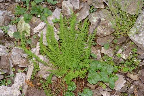 Image of Woodsia phillipsii by (c) Michelle W. （鍾偉瑋）, some rights reserved (CC BY)