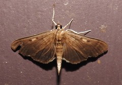 Herpetogramma sphingealis