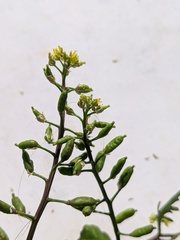 Rorippa palustris