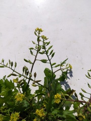 Rorippa palustris