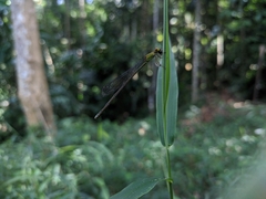 Pseudagrion rubriceps