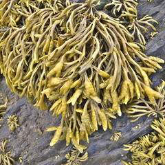 Pelvetia canaliculata