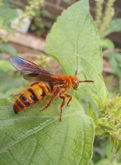 Phalerimeris madurensis