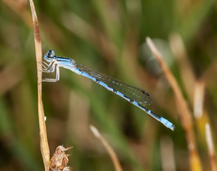 Enallagma annexum