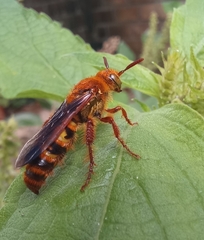 Phalerimeris madurensis