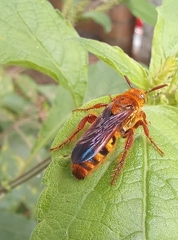 Phalerimeris madurensis