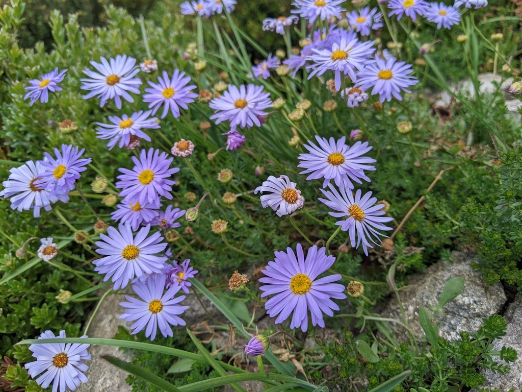cut-leaved daisy