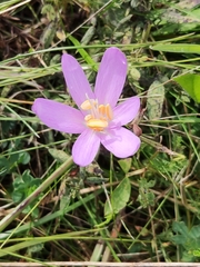 Colchicum autumnale