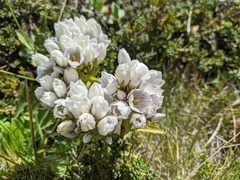 Gentianella corymbifera