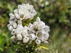 Gentianella corymbifera