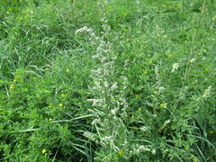 Artemisia mongolica