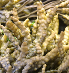 Pelvetia canaliculata