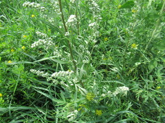 Artemisia mongolica