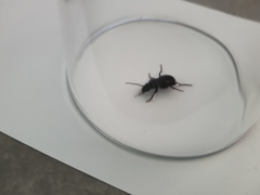 Pterostichus madidus