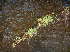 Cryptogramma stelleri