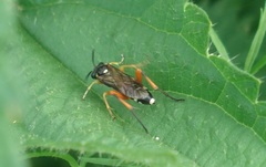 Macrophya rufipes
