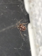 Steatoda