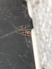 Steatoda