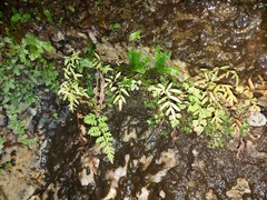 Cryptogramma stelleri