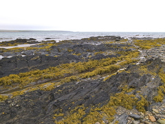 Pelvetia canaliculata