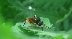 Macrophya rufipes