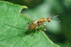 Megastigmus aculeatus